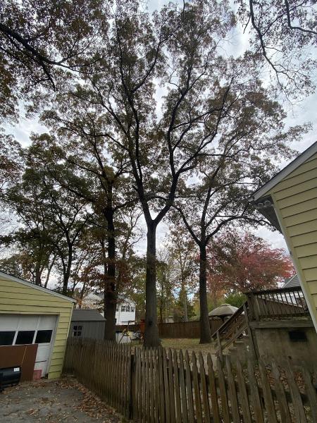Final Cut Landscape & Tree Care