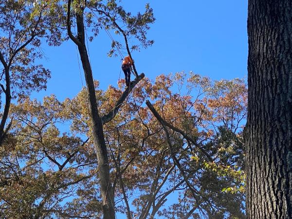 Final Cut Landscape & Tree Care