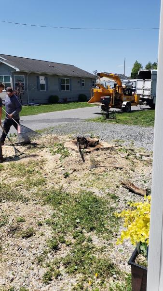 Local Tree Experts