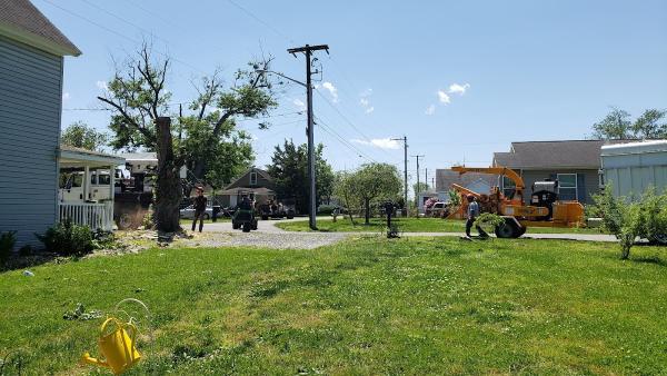 Local Tree Experts