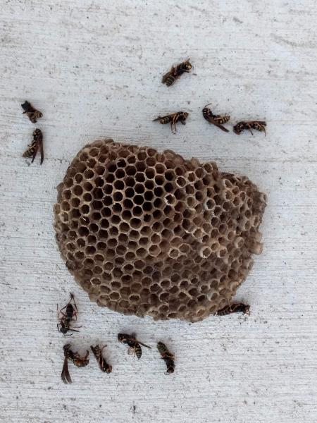 Falkin Pest Control