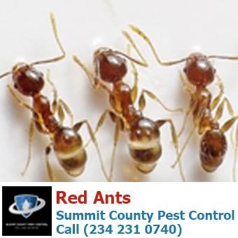 Summit County Pest Control