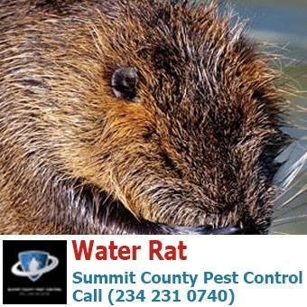 Summit County Pest Control