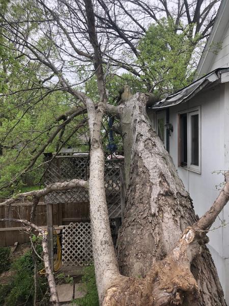 Elite Tree Service Experts LLC