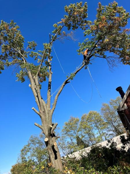 L&L Tree Removal