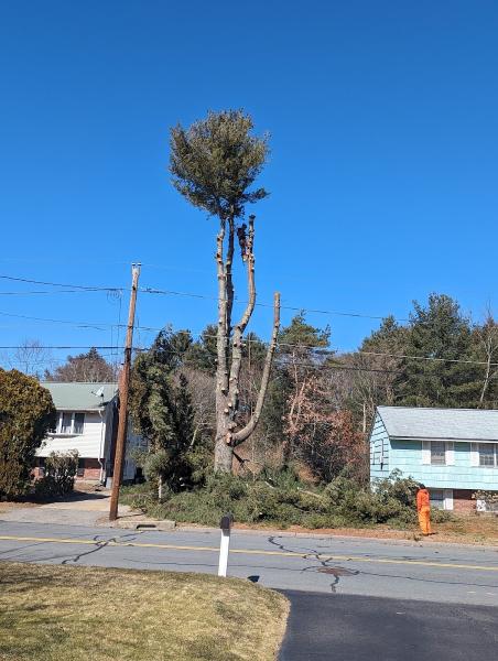 The New England Squirrel