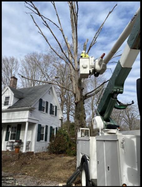 The New England Squirrel