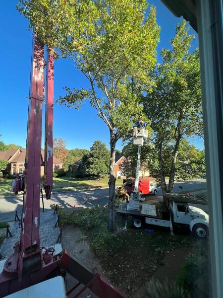 Quality Tree Surgery