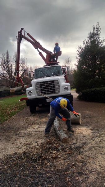 Quality Tree Surgery