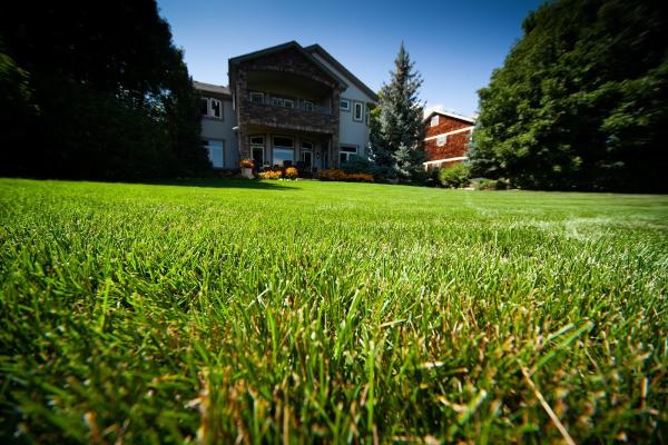 Thrive Lawn Solutions Inc