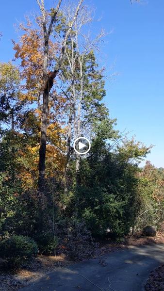 Zamora Tree Service LLC