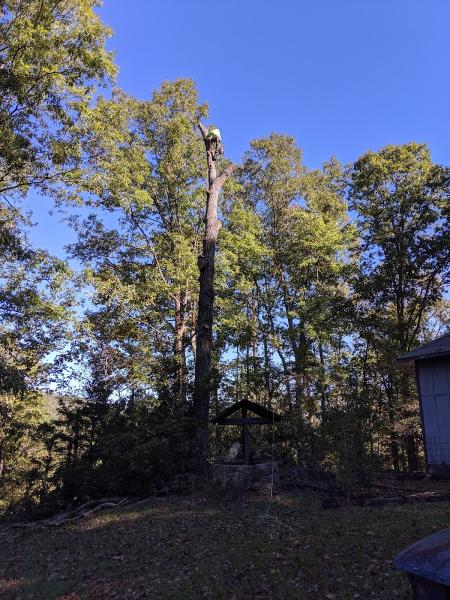 Zamora Tree Service LLC
