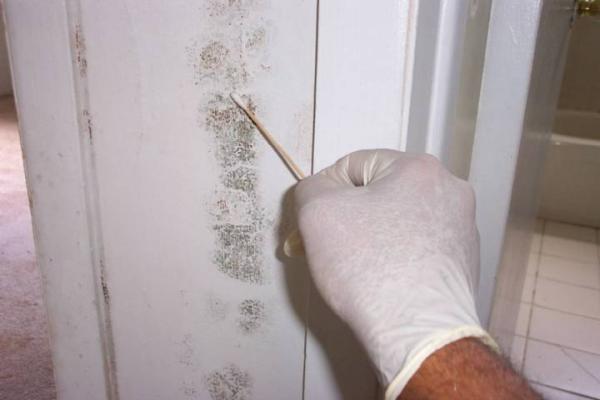 SOS Mold Inspection Queens