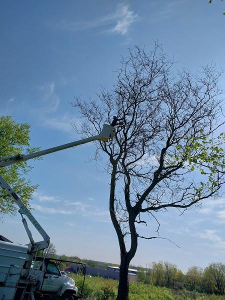 NIC Tree Services