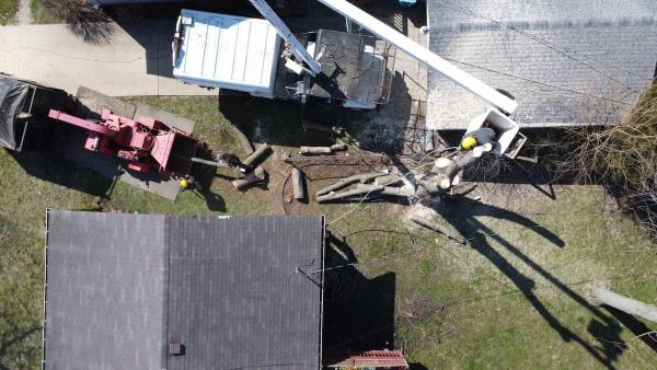 NIC Tree Services