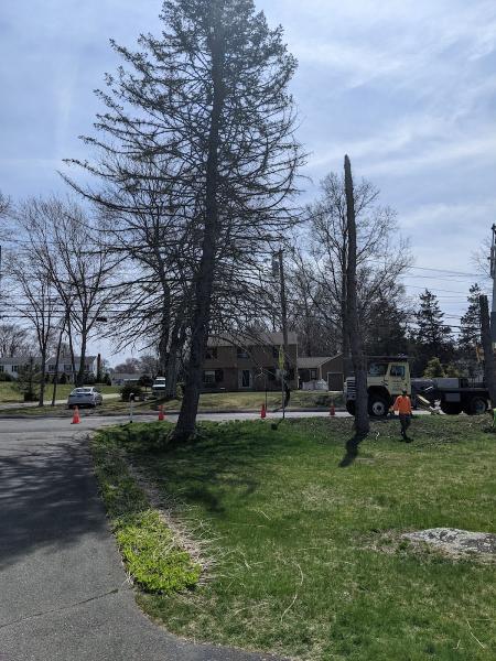 Ronnies Tree Service
