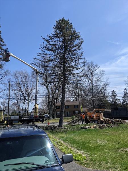 Ronnies Tree Service