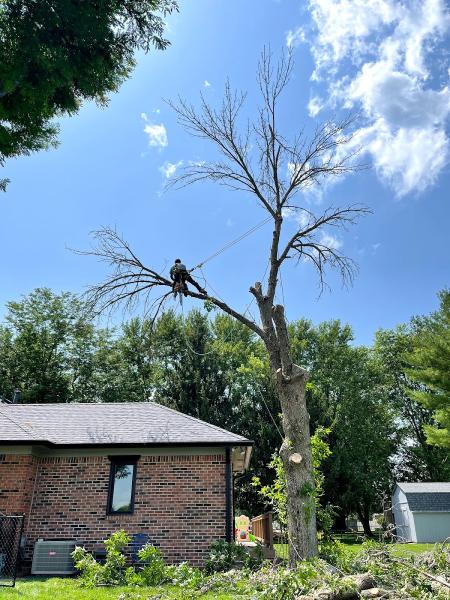 Perez Tree Expert