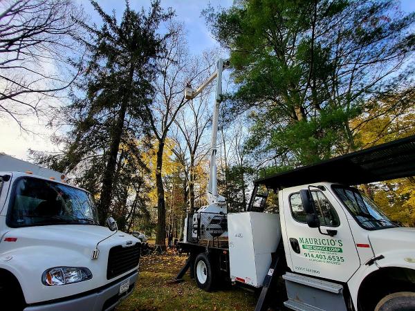 Mauricio's Tree Service