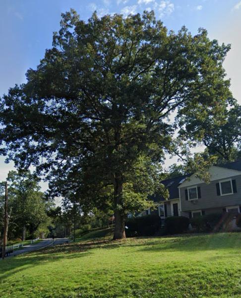 Mauricio's Tree Service