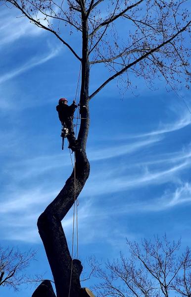 Mauricio's Tree Service