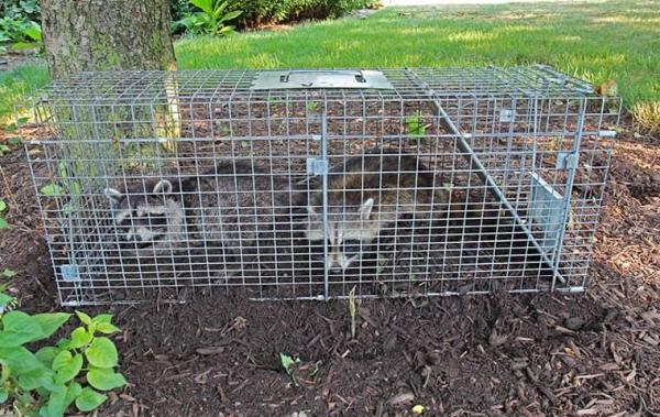Havard Pest Control