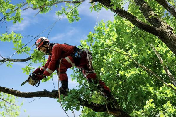 Kansas City Tree Removal Company