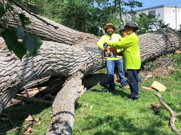 Tree Choppers