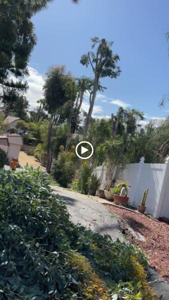 MC Tree Service