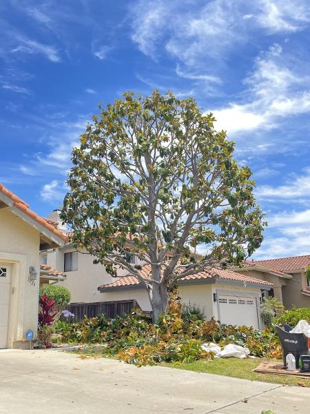 MC Tree Service