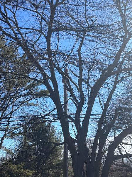 GNL Landscaping & Tree Services