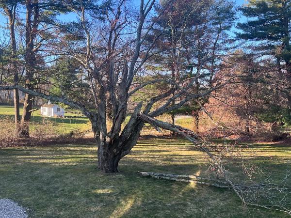 GNL Landscaping & Tree Services