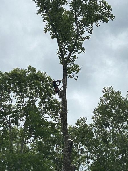 GNL Landscaping & Tree Services