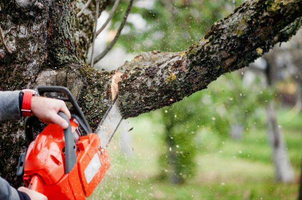 Seattle Tree Service Experts