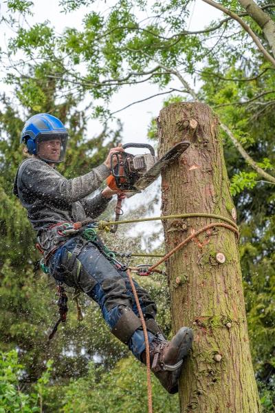 Seattle Tree Service Experts