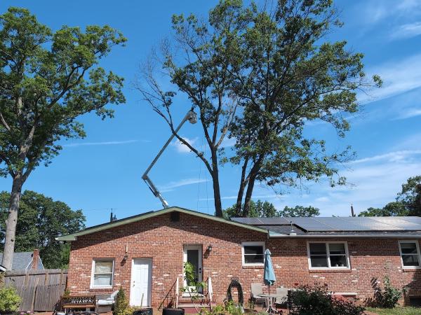 A Cut Above Tree Service