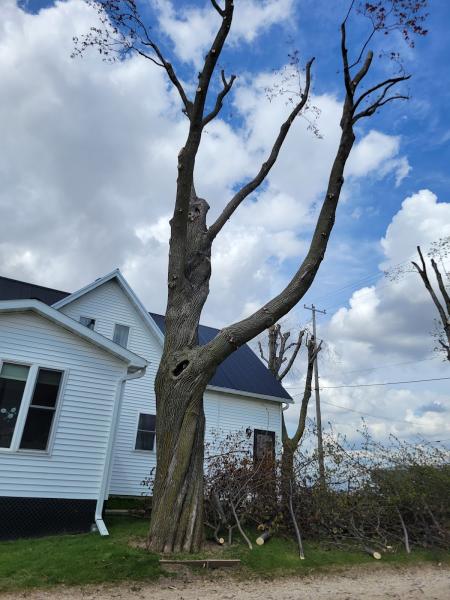 DDT Tree & Stump Removal