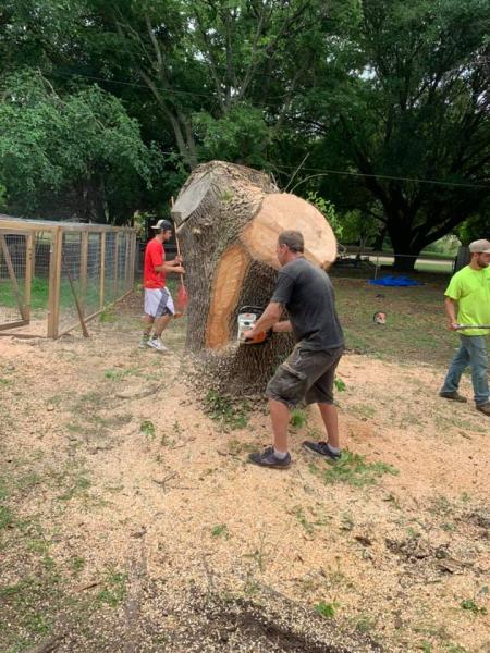 Freels Tree Care