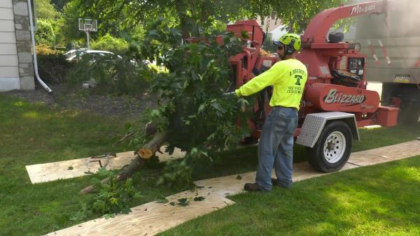Liberty Tree Service