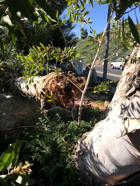 Charles Tree Service