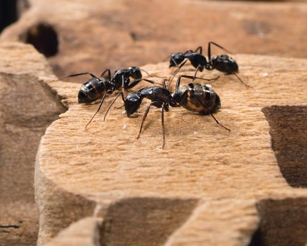A1 Exterminators