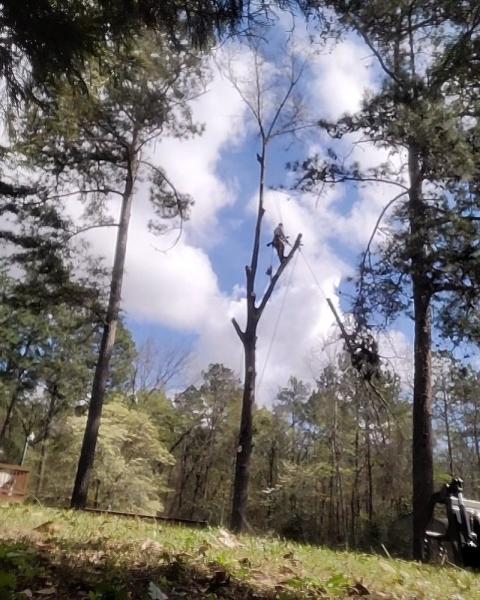 Climbing Carolina LLC Tree Service