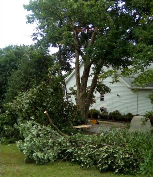 Climbing Carolina LLC Tree Service