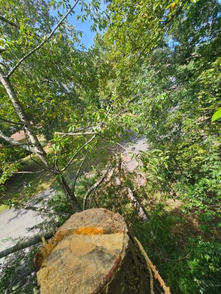 Climbing Carolina LLC Tree Service