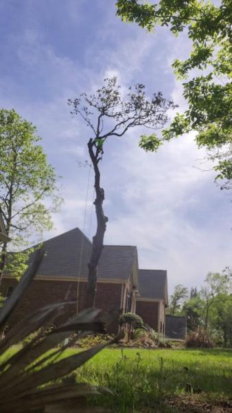 Climbing Carolina LLC Tree Service