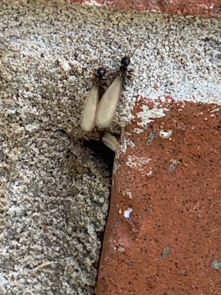 A North Texas Termite Specialist