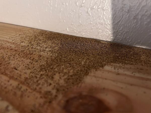A North Texas Termite Specialist