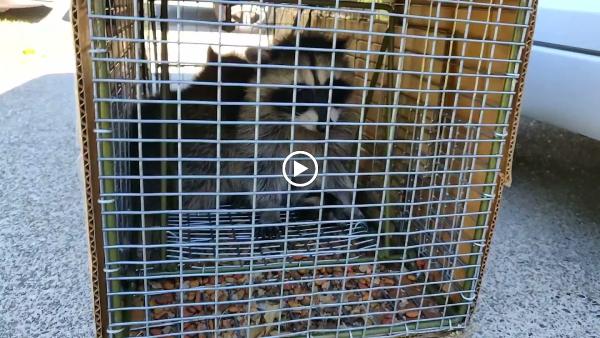 Creature Catchers Wildlife Management