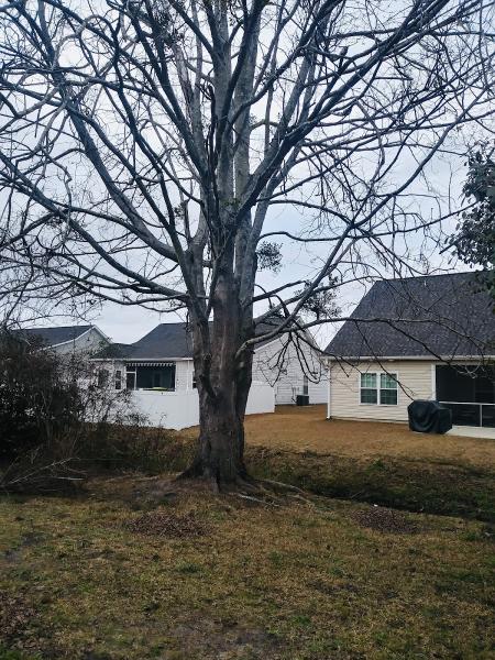 Extreme Tree Removal Myrtle Beach