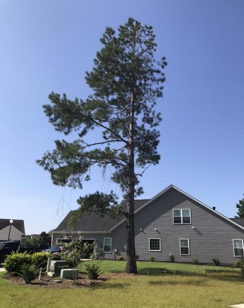 Extreme Tree Removal Myrtle Beach